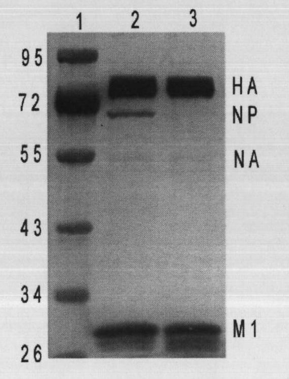 Mixed virus-like particle (VLP) of avian influenza and Newcastle disease, preparation method thereof and application thereof