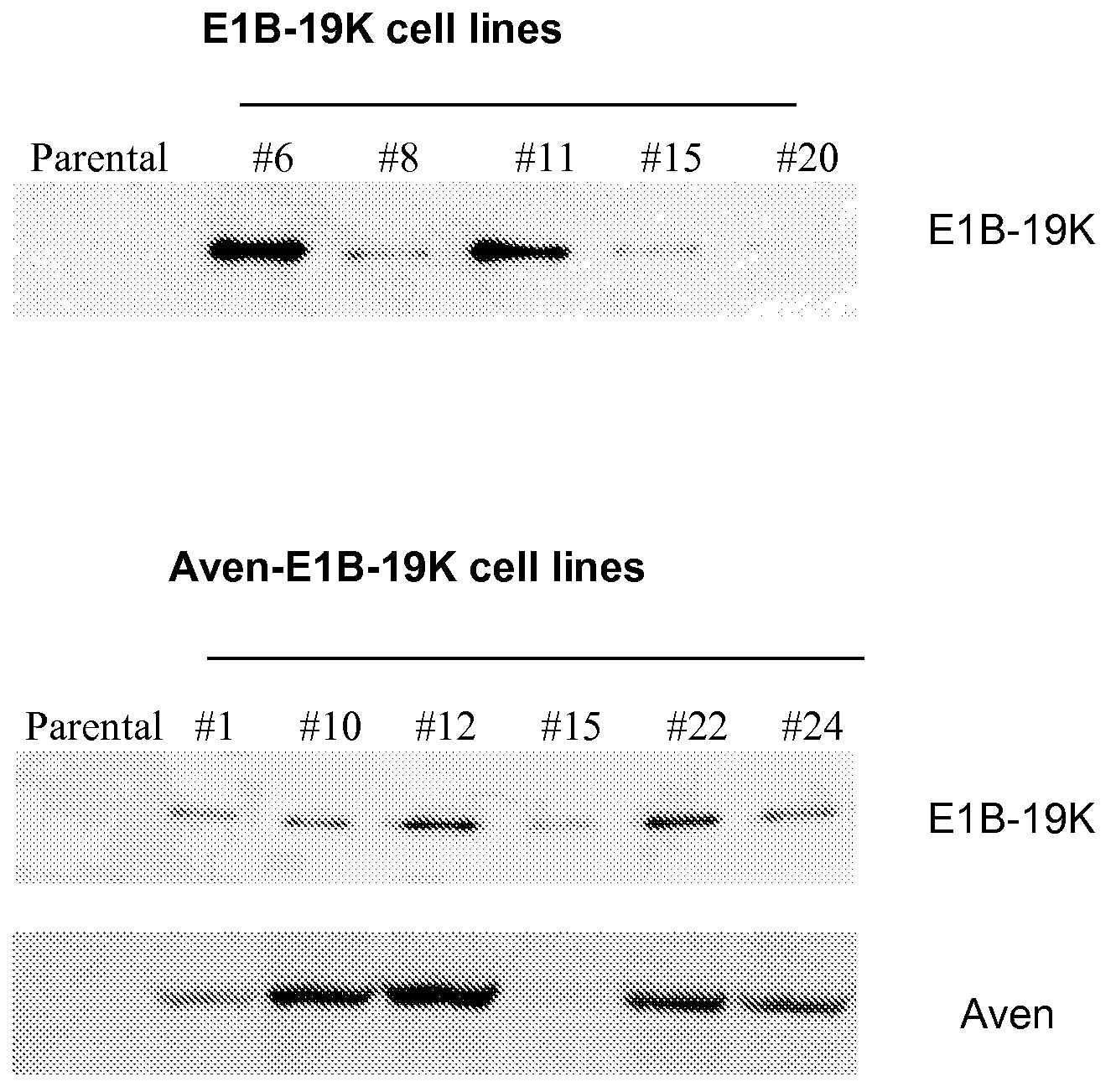 Application of Anti-Apoptotic Gene Expression in Mammalian Cells for Perfusion Culture