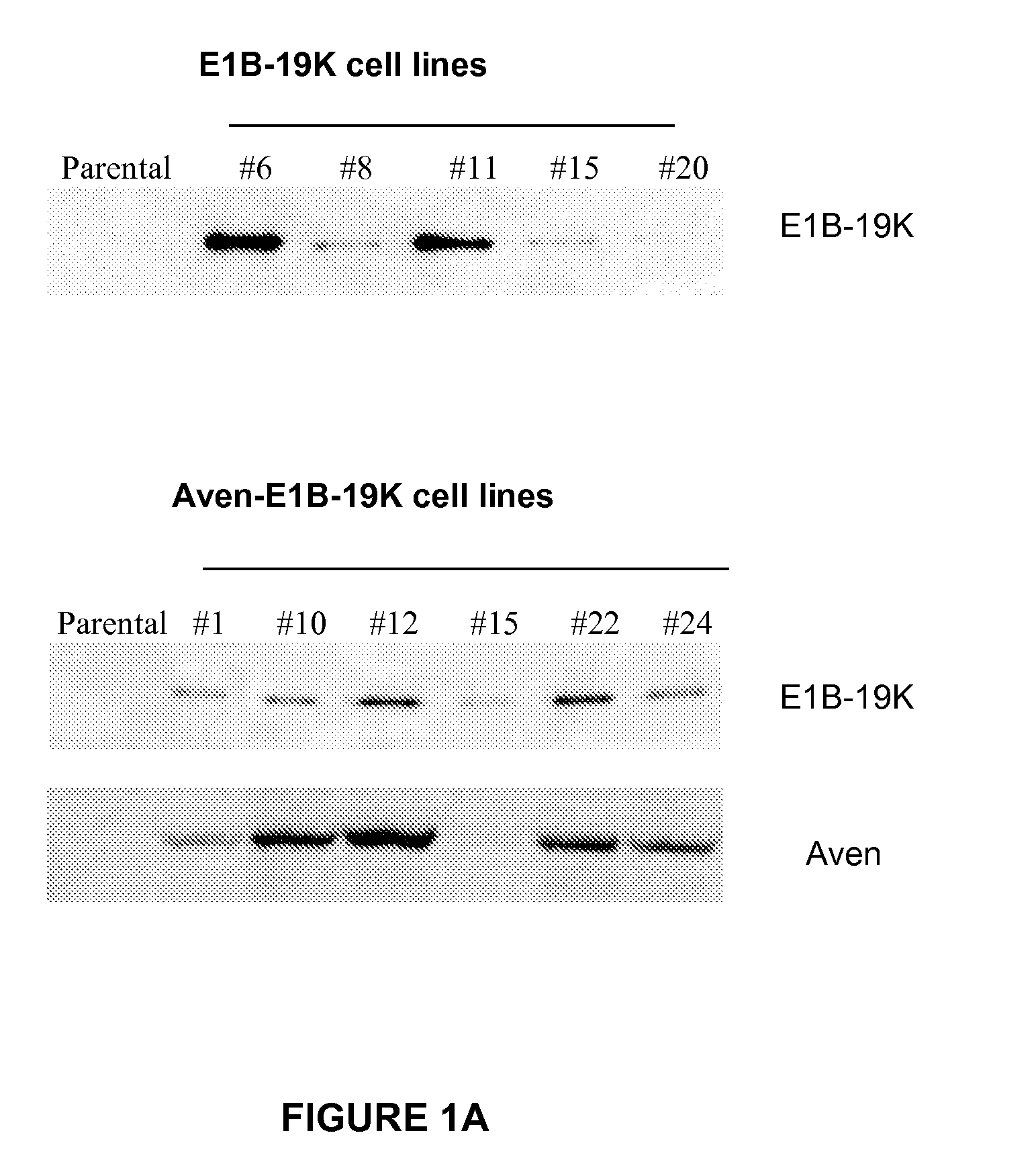 Application of Anti-Apoptotic Gene Expression in Mammalian Cells for Perfusion Culture