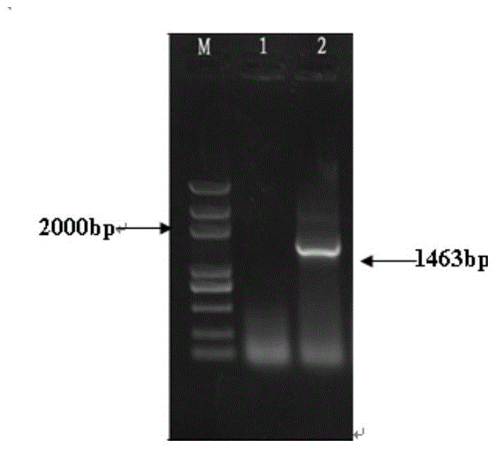 A kind of wheat cbl-cipk stress resistance regulator, its coding gene and application