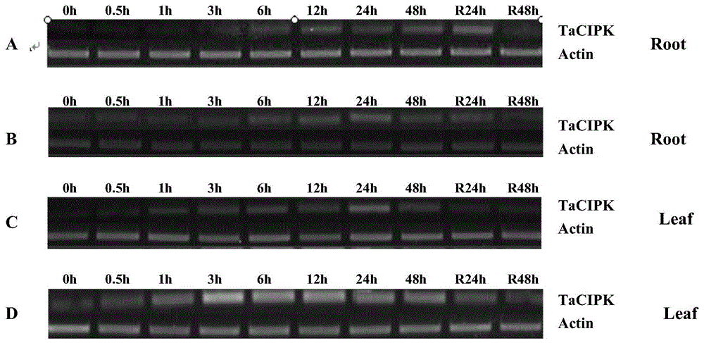 A kind of wheat cbl-cipk stress resistance regulator, its coding gene and application