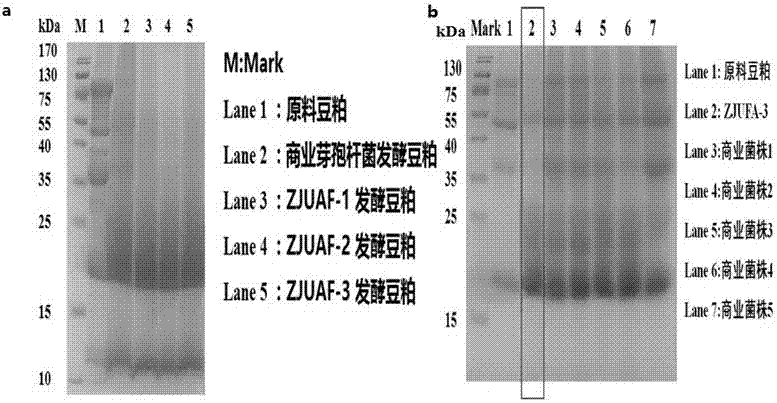 Bacillus for efficiently degrading soybean meal antigenic protein and method for fermenting soybean meal