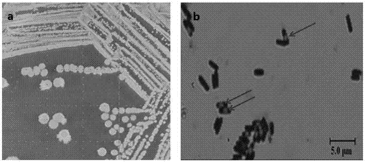 Bacillus for efficiently degrading soybean meal antigenic protein and method for fermenting soybean meal