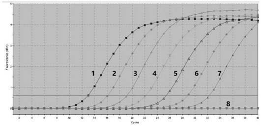 Specific primers, probes and rapid detection kits for detecting yellow catfish calicivirus-1