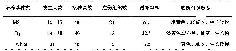 Tissue culture rapid propagation method for crocus