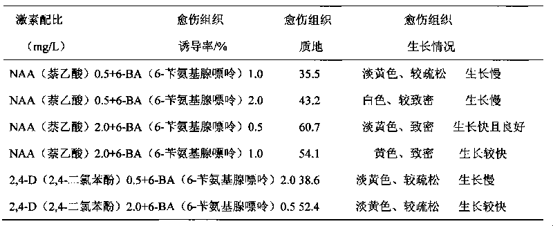 Tissue culture rapid propagation method for crocus