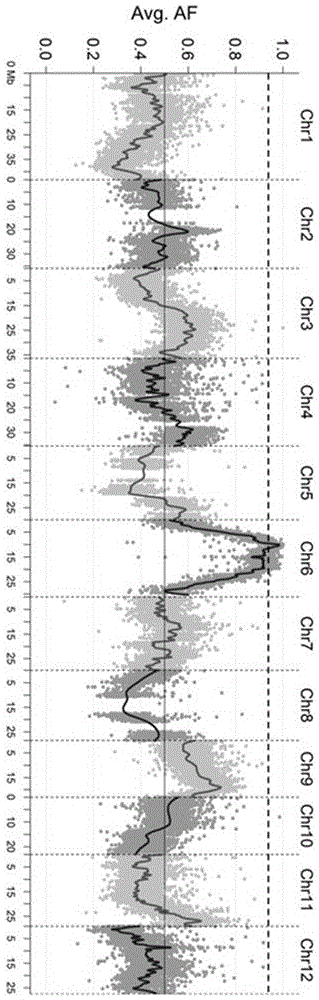 Molecular marker of rice blast resisting gene and application of molecular marker