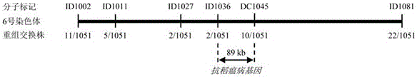 Molecular marker of rice blast resisting gene and application of molecular marker