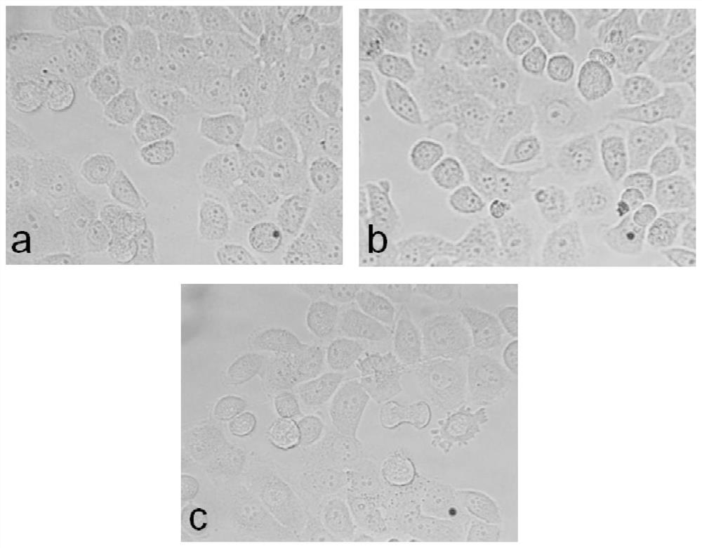 Plant extract-synthesized nano-silver multifunctional degradable food packaging material and preparation method thereof