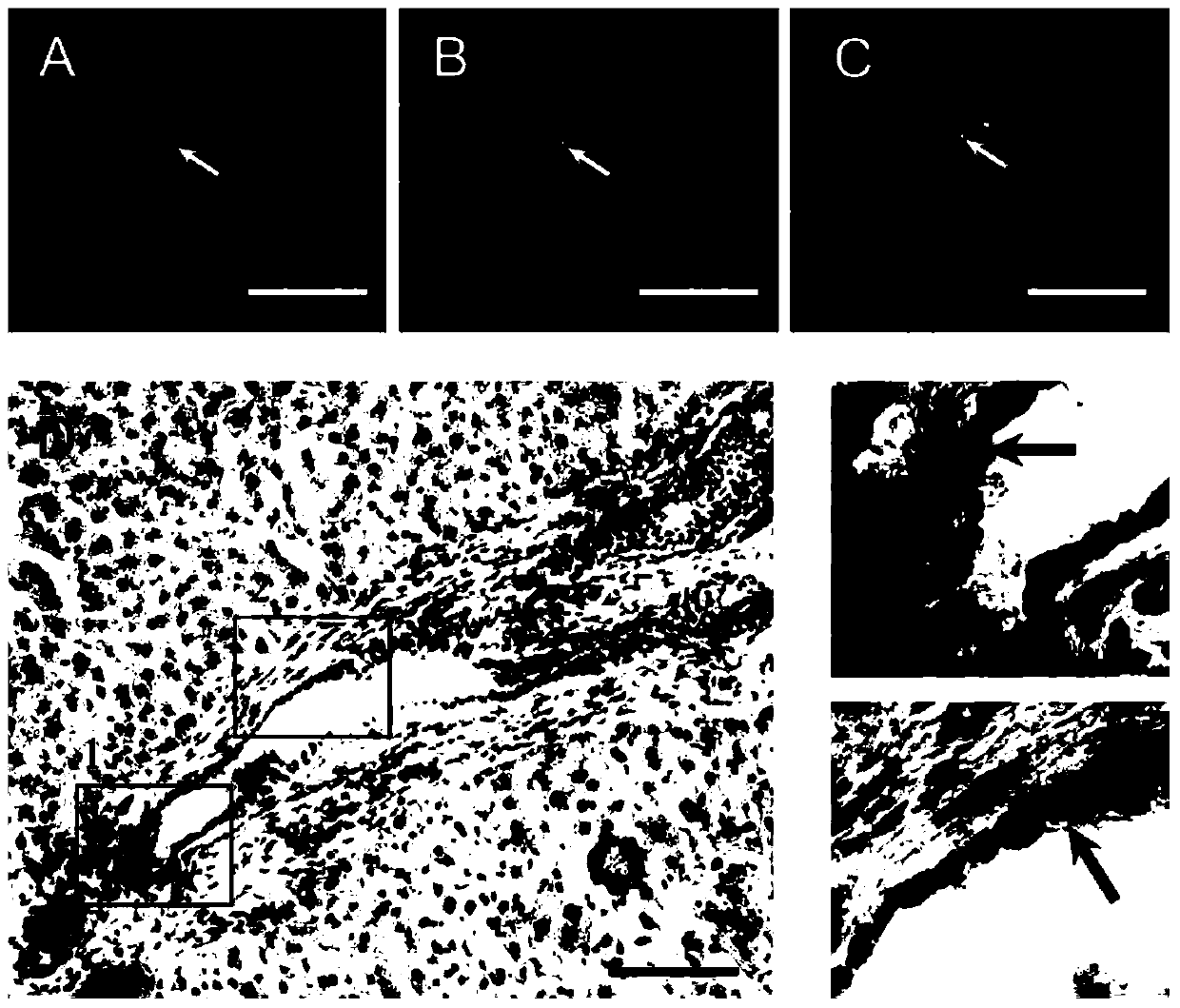 Specific surface molecular marker cd63 of liver stem cells and its application