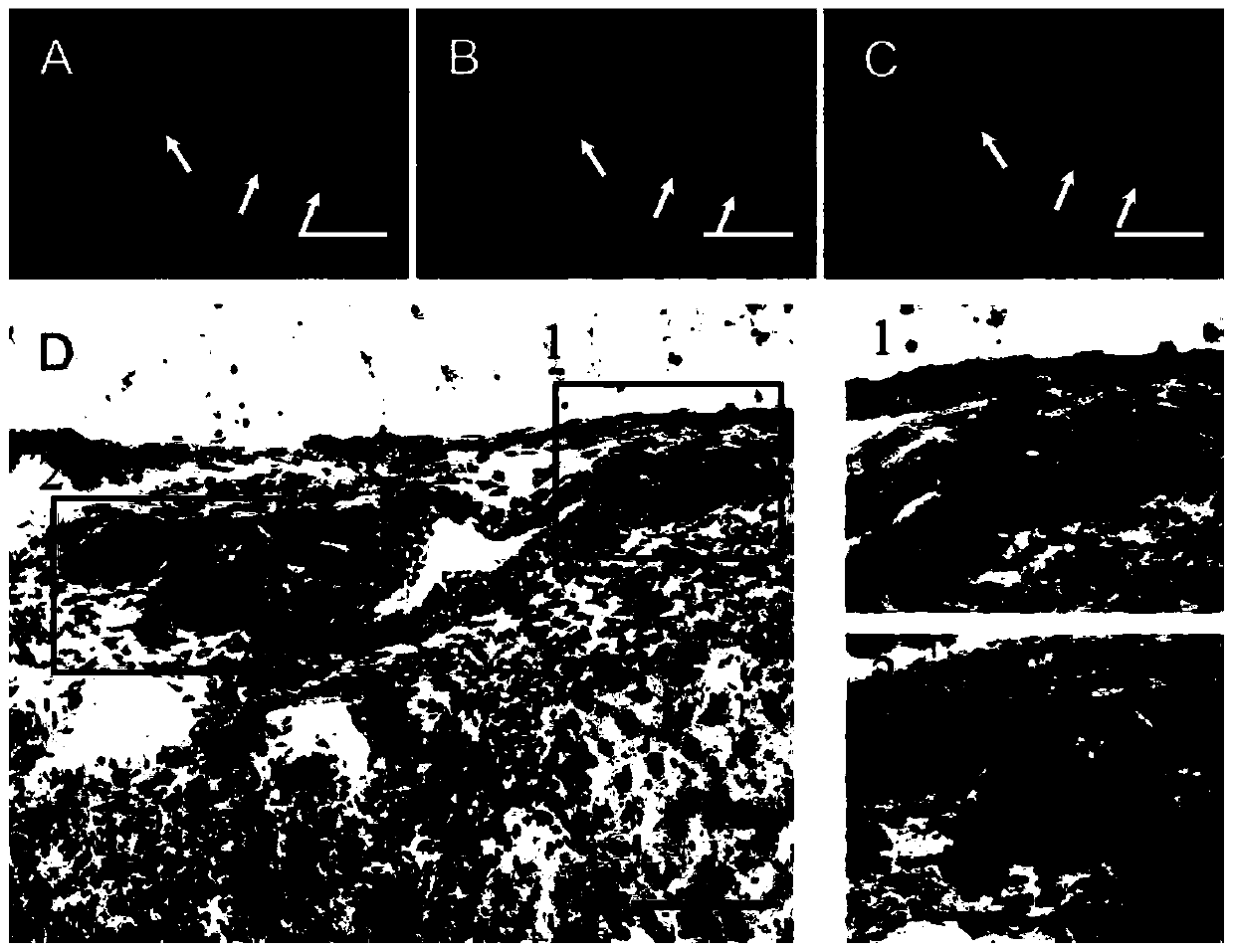 Specific surface molecular marker cd63 of liver stem cells and its application