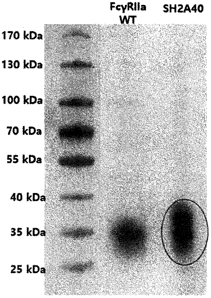 Fc-gamma receptor mutants