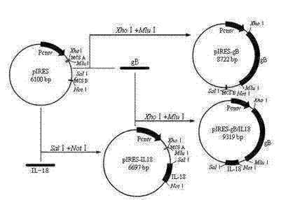 Eukaryotic coexpression vector of gB gene of avian infectious laryngotracheitis virus and chicken interleukin-18 gene