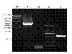 Eukaryotic coexpression vector of gB gene of avian infectious laryngotracheitis virus and chicken interleukin-18 gene