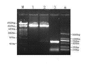 Eukaryotic coexpression vector of gB gene of avian infectious laryngotracheitis virus and chicken interleukin-18 gene