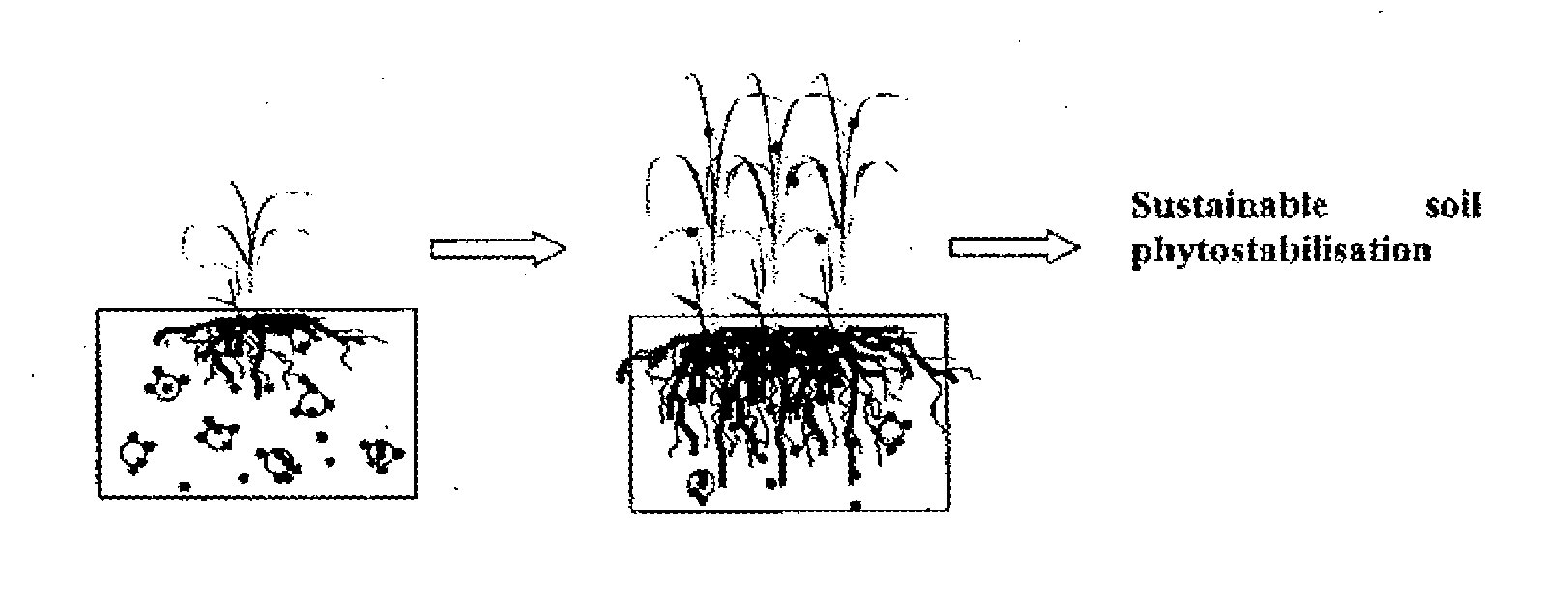 Soil remediation process