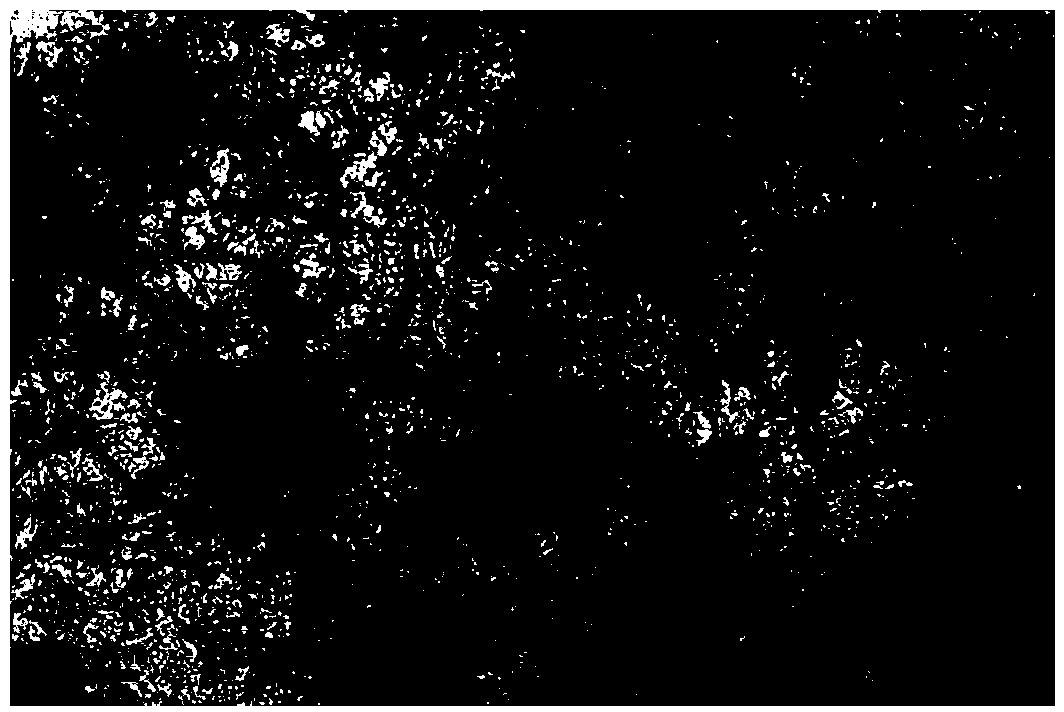 Preparation method of nitrogen-rich multimode beehive carbon-sulfur composite anode material