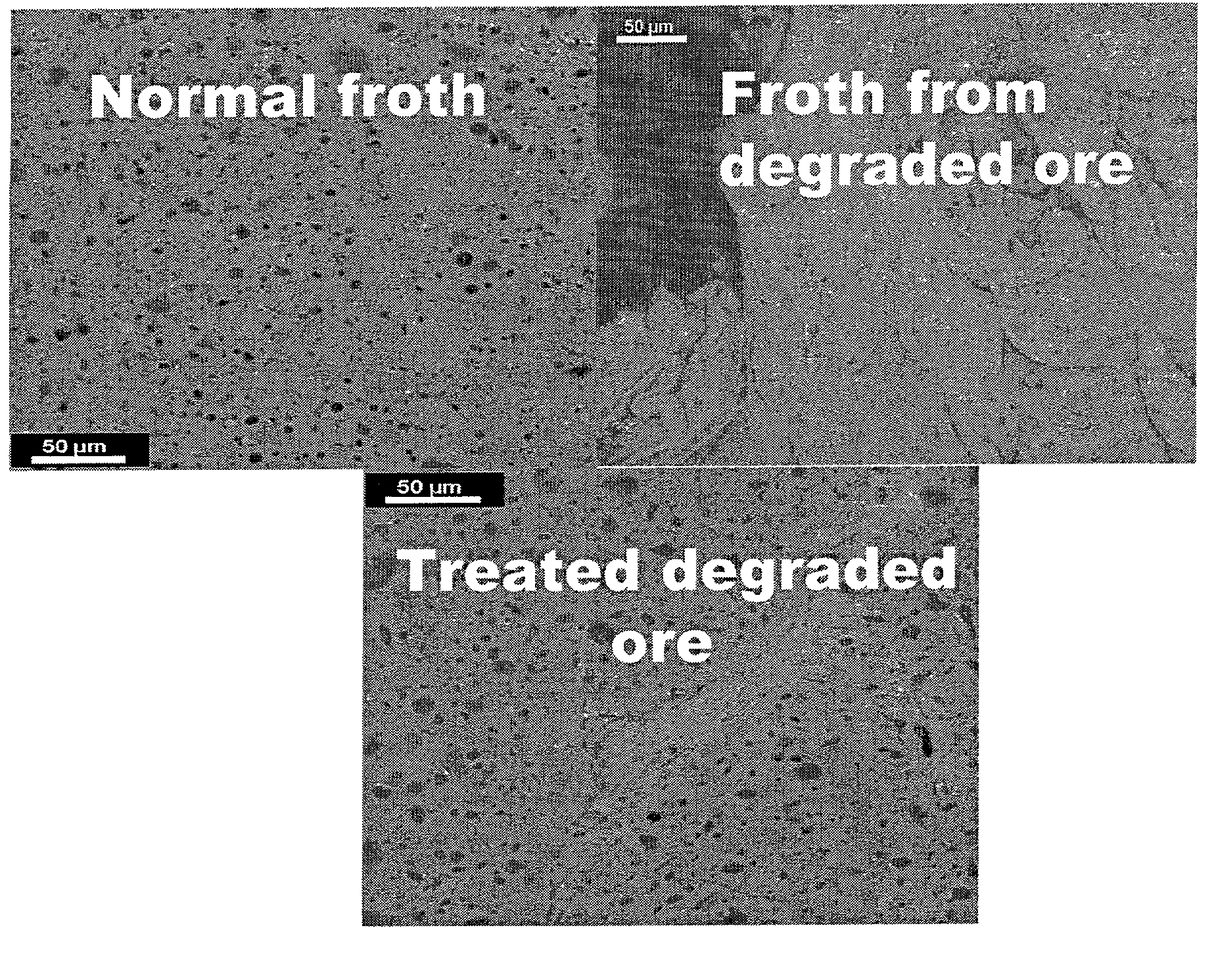 Processing of oil sand ore which contains degraded bitumen