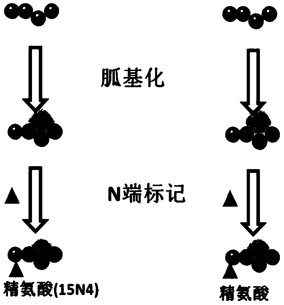 De Novo Sequencing Method Based on Chemical Modification and Isotope Labeling of Peptide Amino Acid Sequence