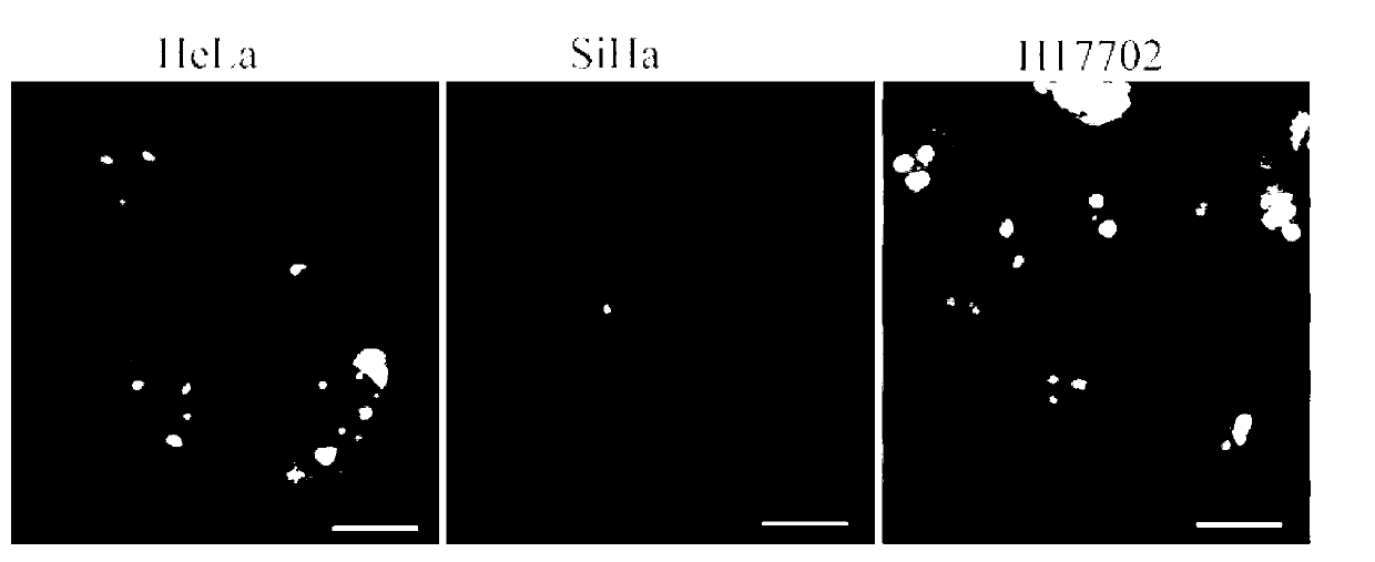 Pyrrole pyridine salt fluorescent probe used for RNA (ribonucleic acid) and nucleolus imaging in living cell