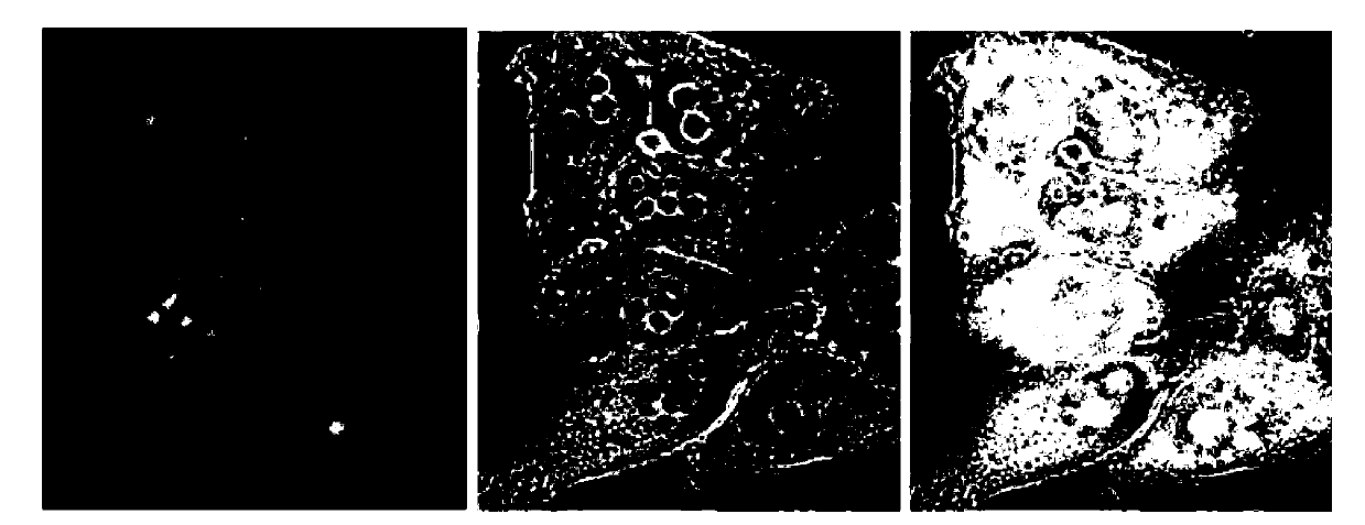 Pyrrole pyridine salt fluorescent probe used for RNA (ribonucleic acid) and nucleolus imaging in living cell