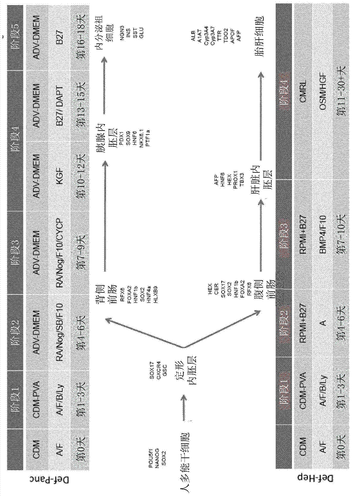 In vitro pancreatic differentiation of pluripotent mammalian cells