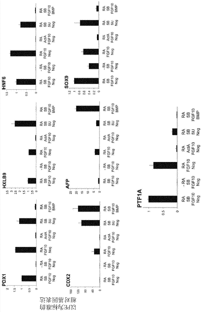 In vitro pancreatic differentiation of pluripotent mammalian cells