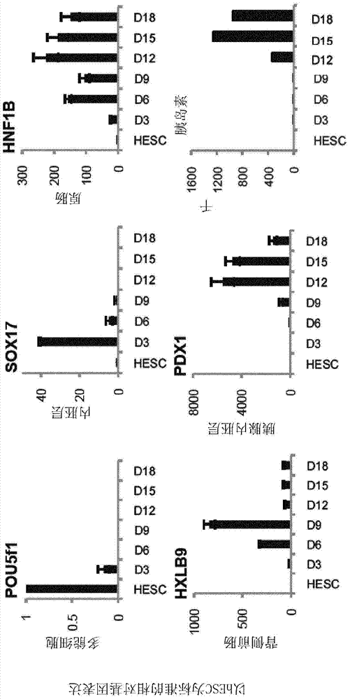 In vitro pancreatic differentiation of pluripotent mammalian cells