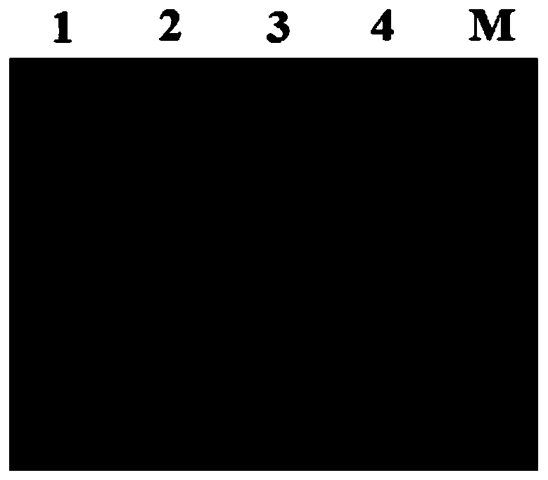 Whole blood RNA quick lysate and application