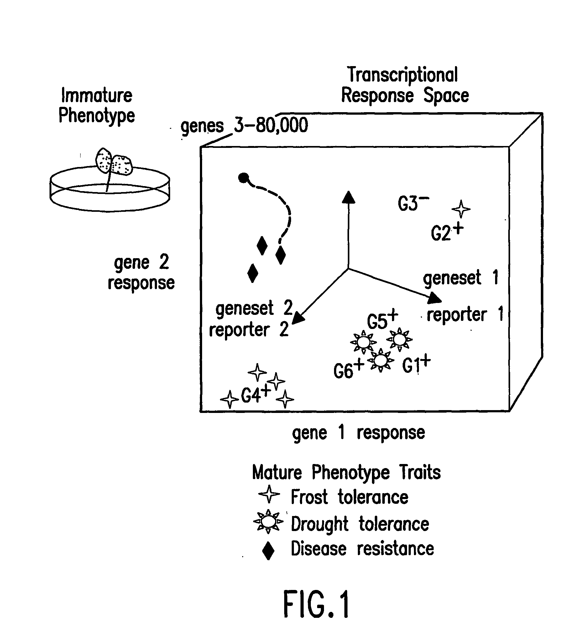 Methods for genetic interpretation and prediction of phenotype