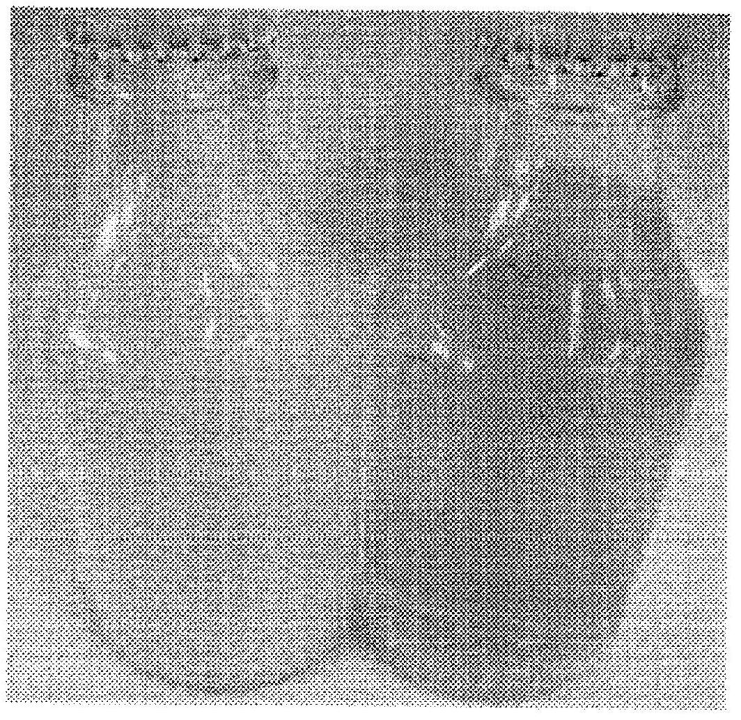 Turmeric pigment composition and method for preparing same