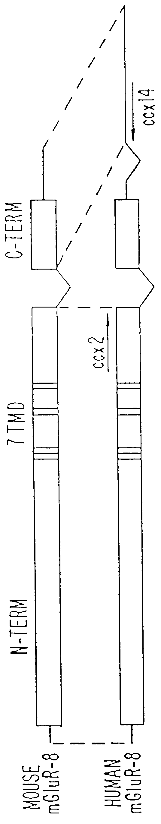 Human metabotropic glutamate receptor