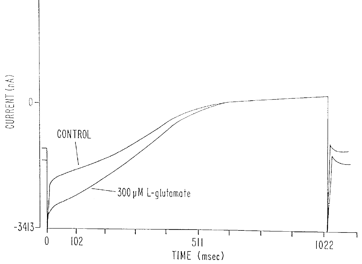 Human metabotropic glutamate receptor