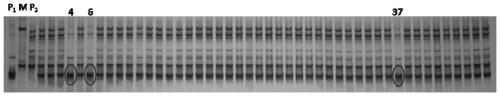 A kind of SSR primer and identification method for the purity identification of Tiezhu wax gourd hybrid seeds