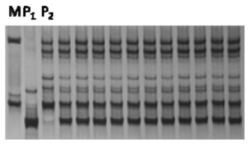 A kind of SSR primer and identification method for the purity identification of Tiezhu wax gourd hybrid seeds