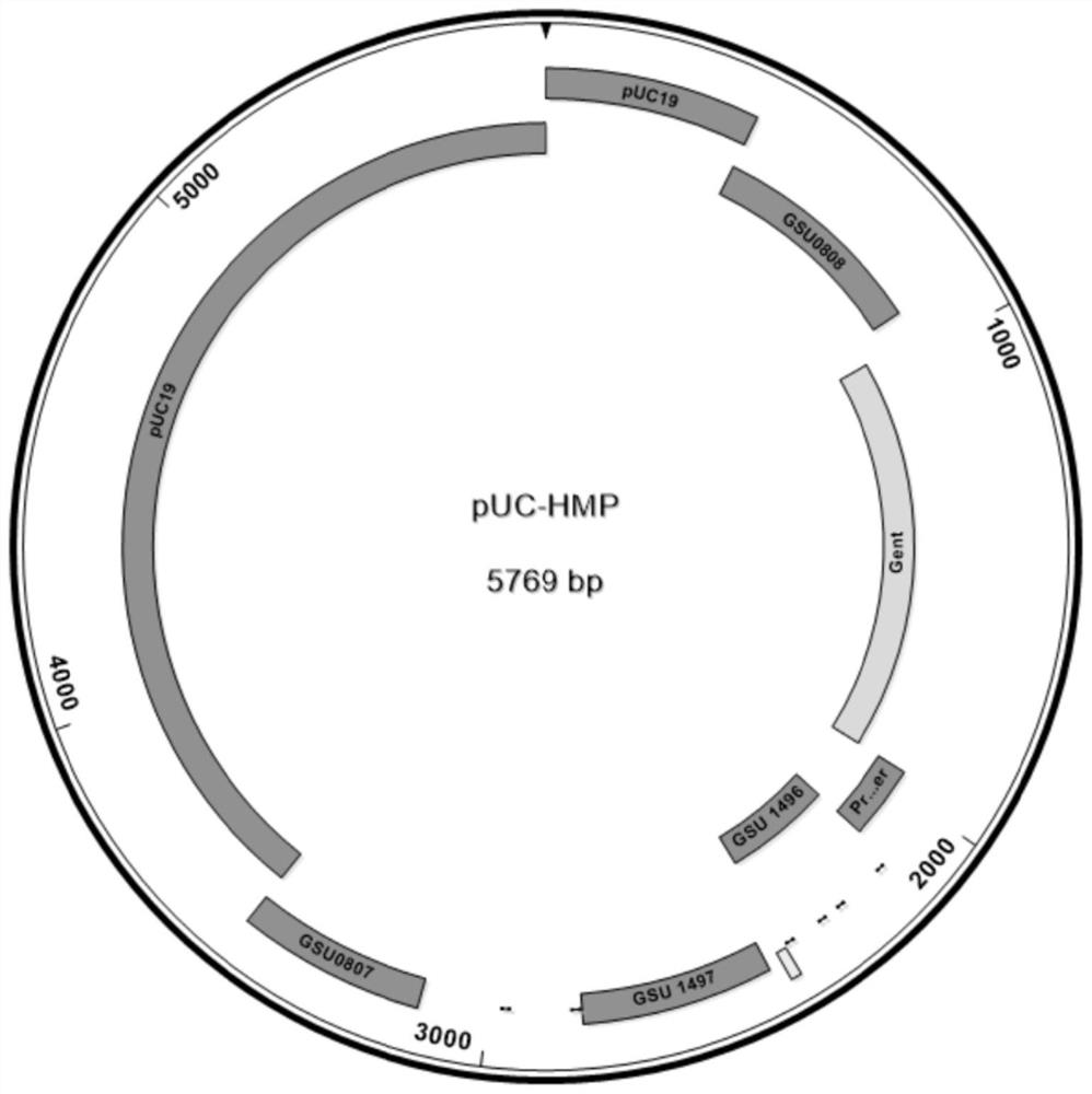 Geobacterium engineering strain for passivating heavy metals and construction method of geobacterium engineering strain