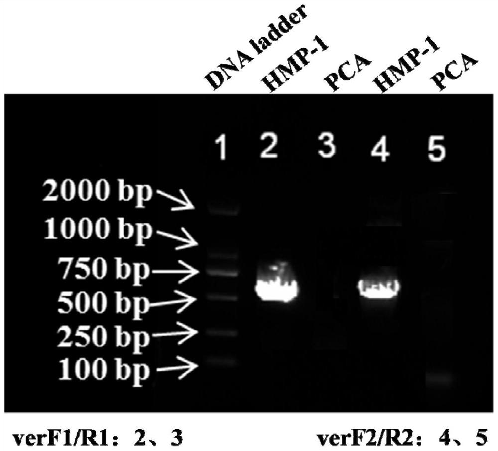 Geobacterium engineering strain for passivating heavy metals and construction method of geobacterium engineering strain