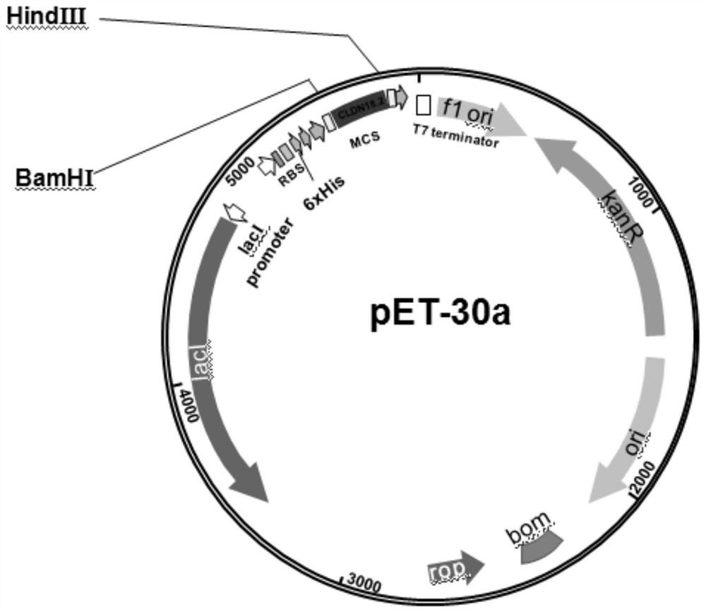 Anti-tumor polypeptide, and preparation method and application thereof