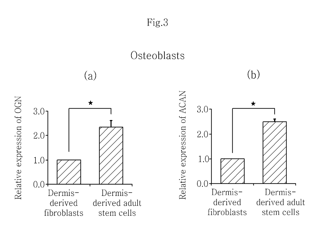 Adult stem cells derived from human skin dermis