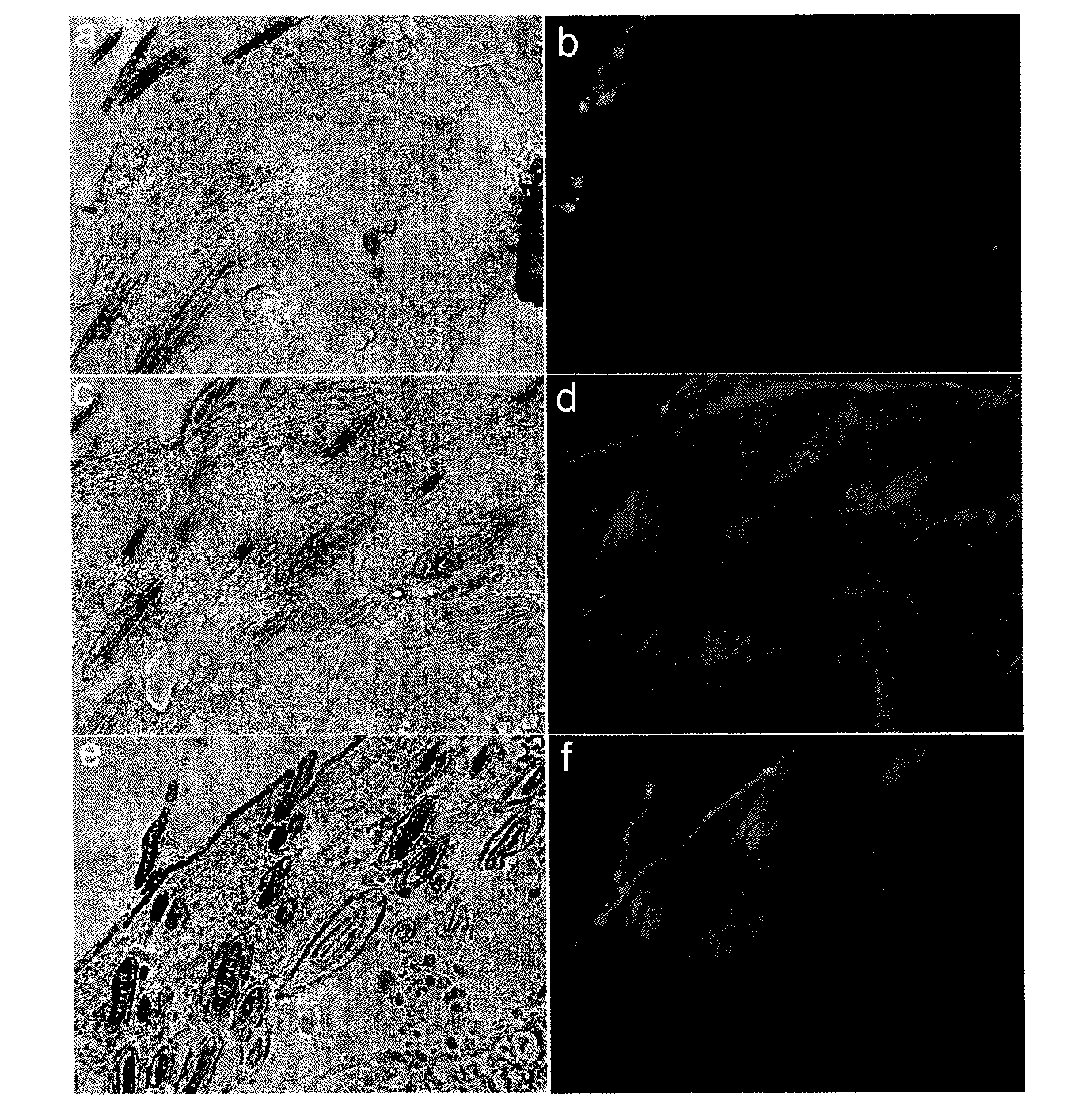 Plant extract-mediated drug transdermal introducing system and transdermal method thereof