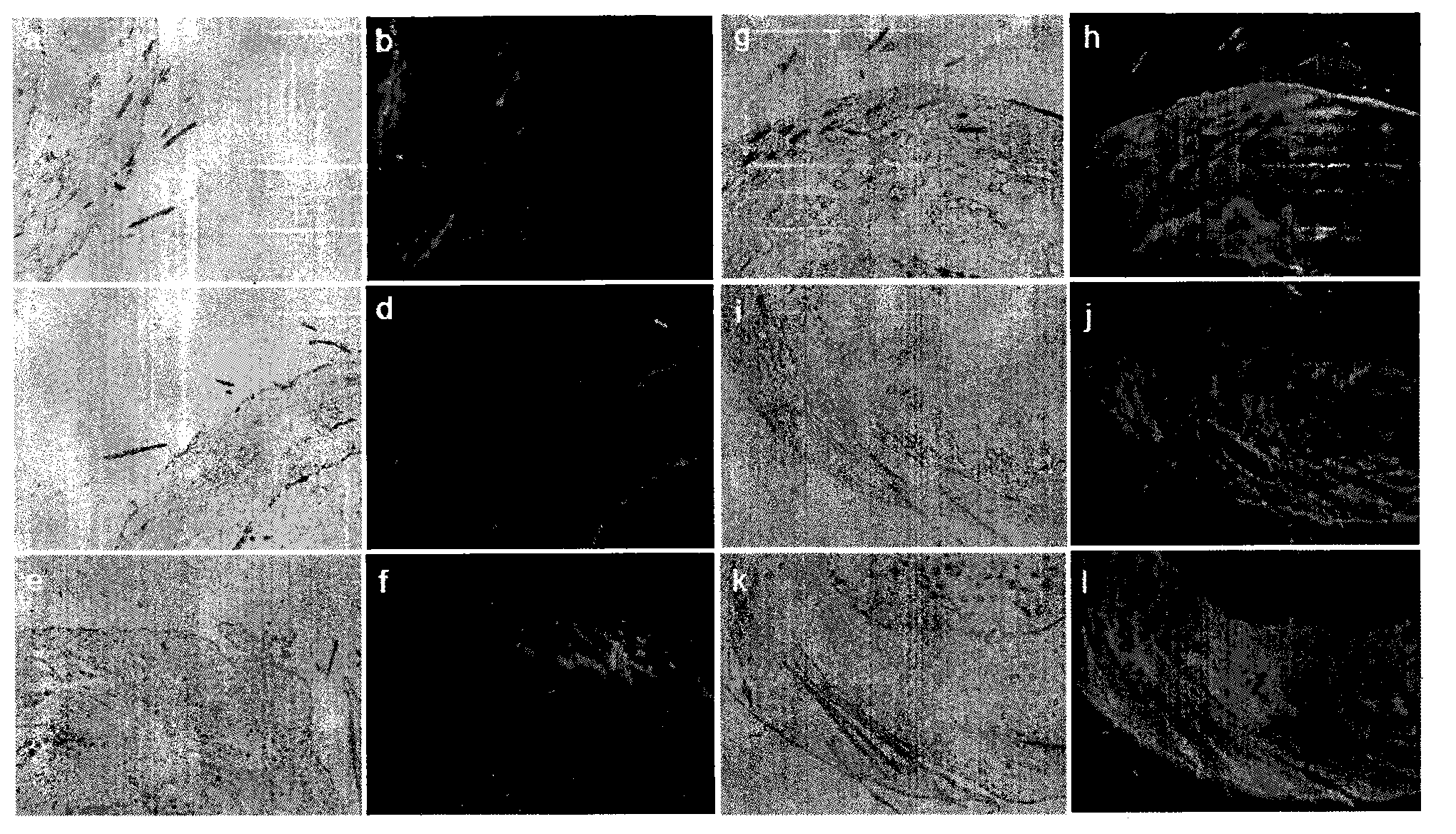 Plant extract-mediated drug transdermal introducing system and transdermal method thereof