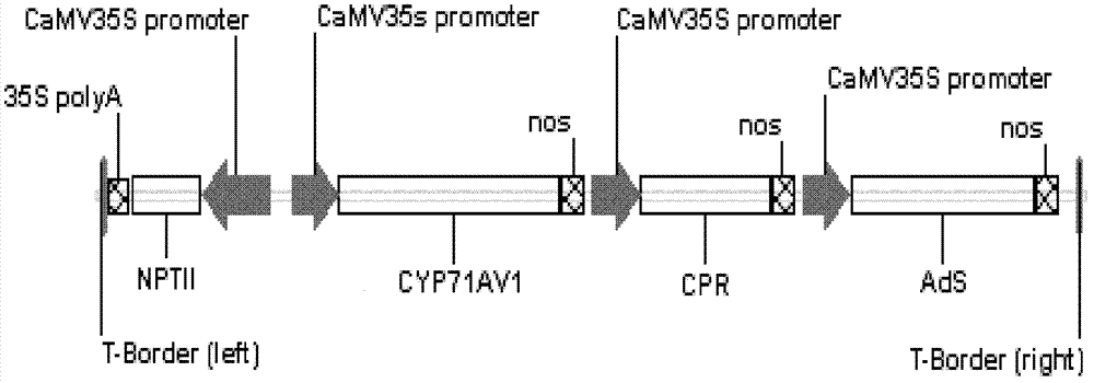 Production method of high-artemisinin-content transgene sweet wormwood plants