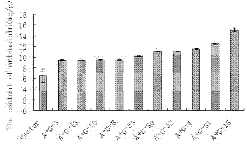 Production method of high-artemisinin-content transgene sweet wormwood plants