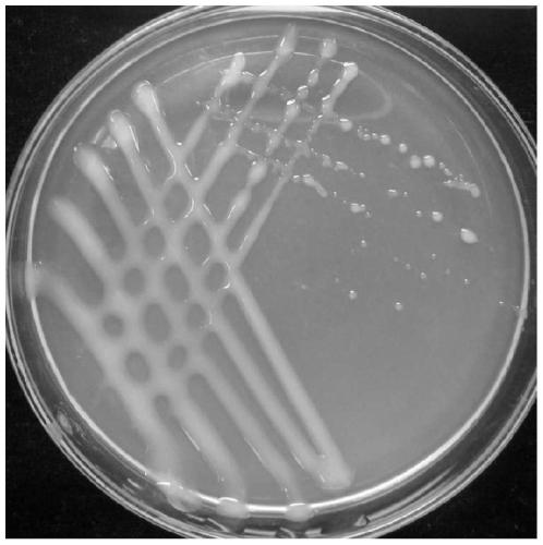 Rhizobium v14-2 and its application