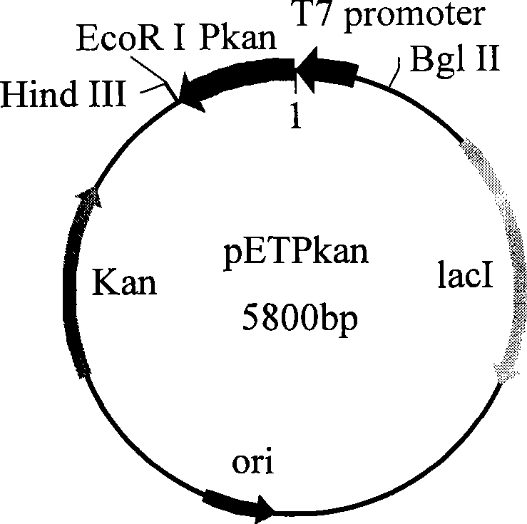 Recombinant klebsiella expressed by kalamycin resistance gene promoter and use thereof