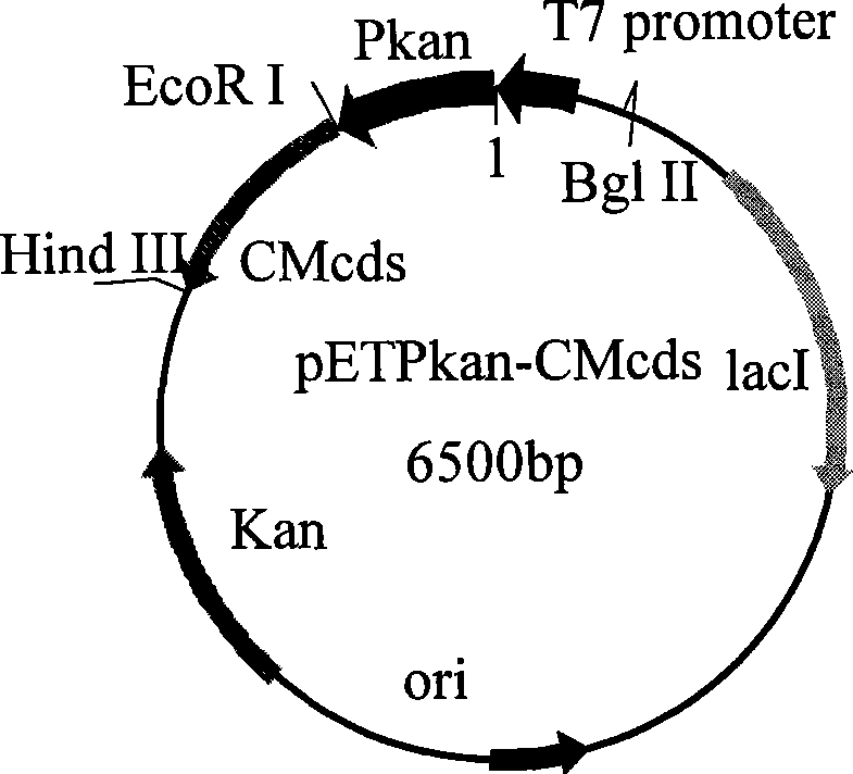 Recombinant klebsiella expressed by kalamycin resistance gene promoter and use thereof