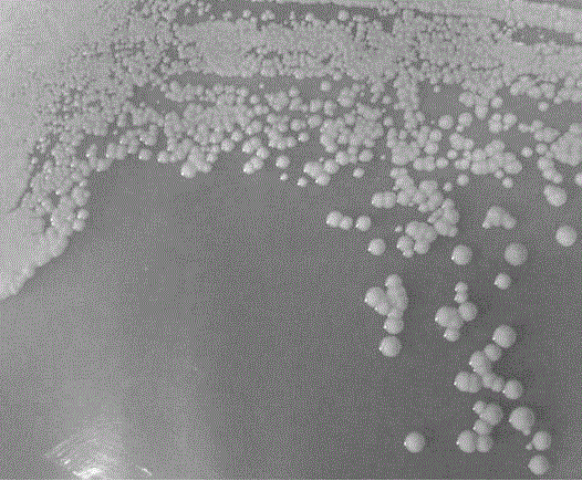 Microbacterium capable of completely degrading zearalenone and application thereof