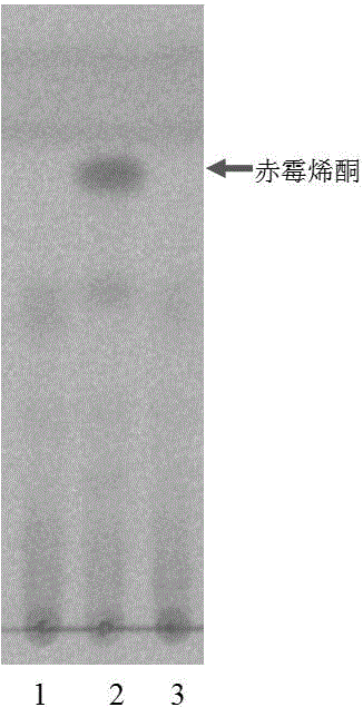 Microbacterium capable of completely degrading zearalenone and application thereof