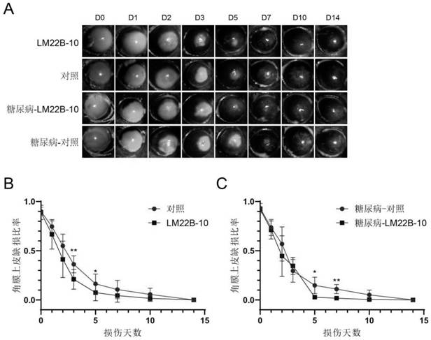 Application of compound LM22B-10 in preparation of medicine for treating corneal epithelium and nerve injury