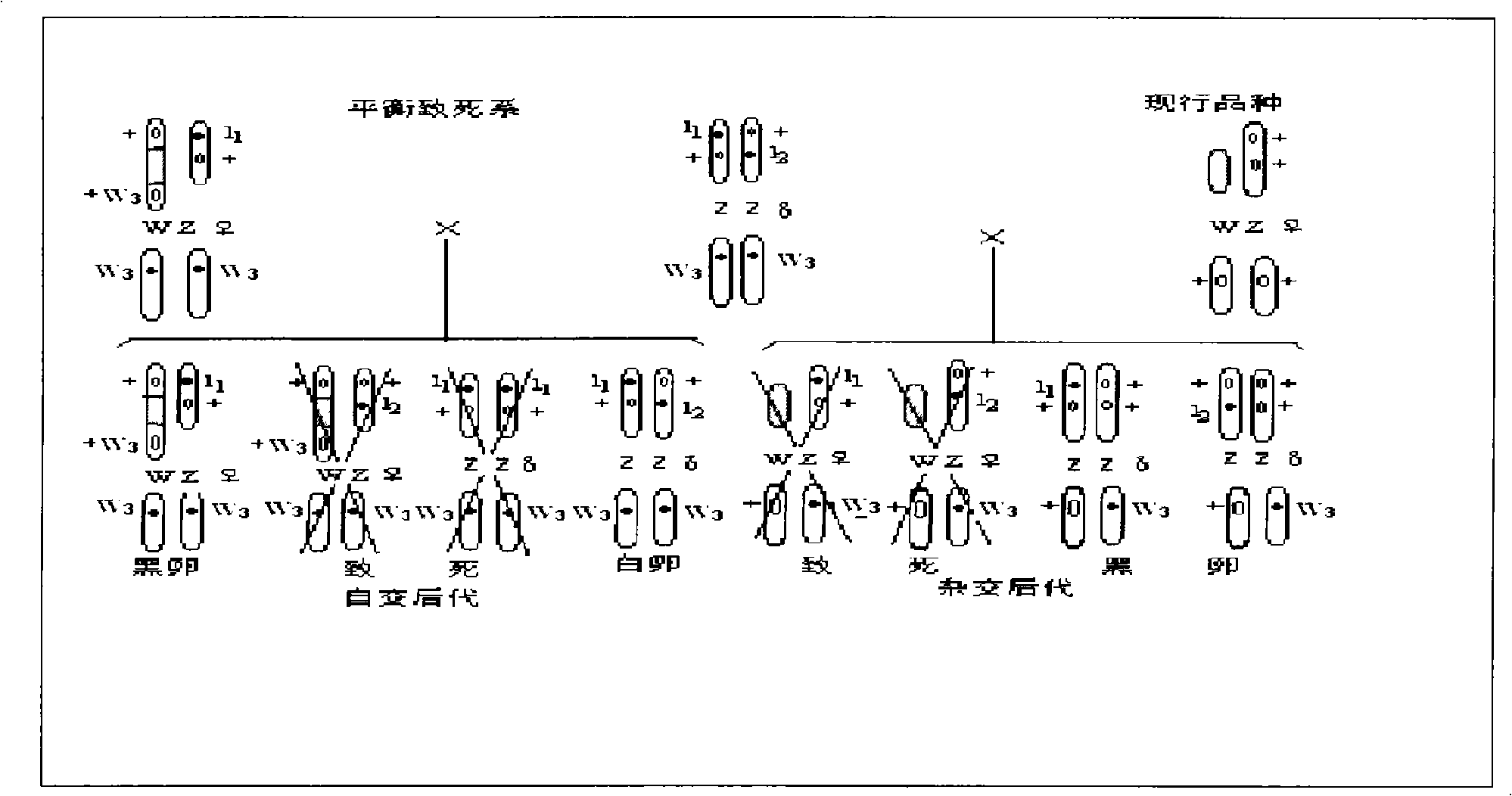 Method for improving traits in sex-linkaged balanced lethal silkworm strain by hybridization